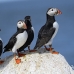 puffin_atlantic_msi_h_0756_can1784.jpg